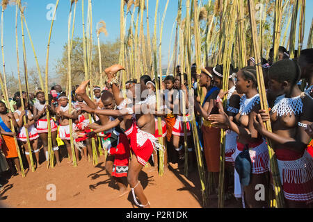 Swazi girls carrying reeds parade at Umhlanga (Reed Dance Festival ...