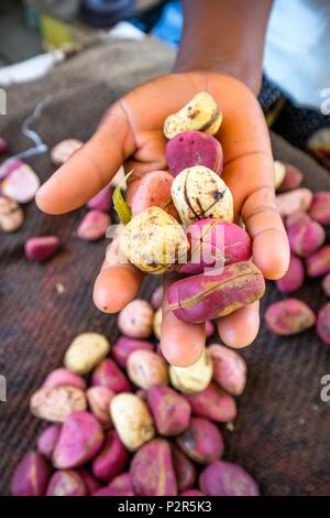 Burkina Faso, Centre-Sud region, the city of Po, country of the Kassena ethnic group, sale of kola nuts at the market Stock Photo