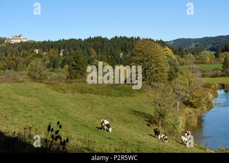 France, Doubs, Oye et Pallet, castle of Joux, Montbeliard cows on the banks of the Doubs Stock Photo