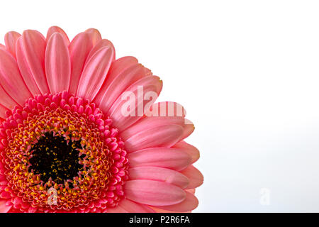 Close up of a pink Gerbera flower photographed against a white background Stock Photo