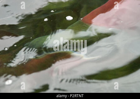 Close up on red Saukeye salmon swimming underwater with reflections of sunlight on the surface during the annual spawning run Stock Photo