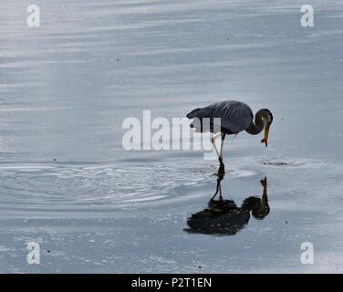 Great Blue Herons feeding at Esquimalt Lagoon, Royal Roads, British Columbia, Canada Stock Photo