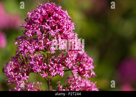 A closeup of a Red Valerian bloom; which is an English wildflower. Stock Photo