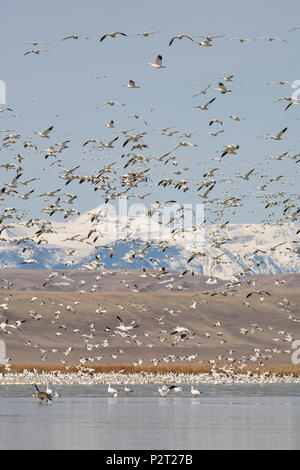 Snowy peaks of Rockies beyond flying snow geese. Migration stopover is near barley fields providing  major food source, Freezout Lake, MT. Stock Photo