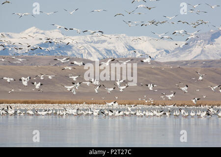 Snowy peaks of Rockies beyond flying snow geese. Migration stopover is near barley fields providing  major food source, Freezout Lake, MT. Stock Photo