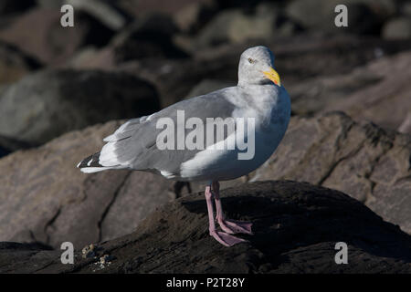 An adult glaucous-winged/western gull hybrid in nonbreeding plumage stands on a jetty on the ocean shore, Washington. Stock Photo