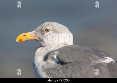 An adult glaucous-winged/western gull hybrid in nonbreeding plumage stands near  the ocean shore, Washington. Stock Photo