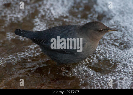 American dipper (Cinclus mexicanus) standing still in frothy water. Bird almost constantly bobs up and down doing knee bends. Feeds underwater. Stock Photo