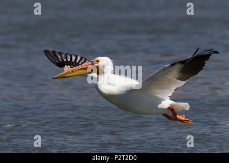 American white pelican (Pelecanus erythrorhyncos) slows its flight in preparation for landing. Stock Photo