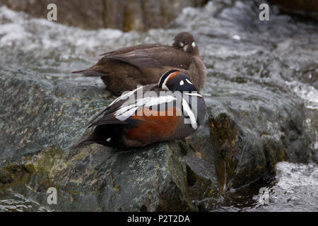 Raindrops bead up on the feathers of a pair of Harlequin ducks (Histrionicus histrionicus) resting on a rock in the Tangle River, Denali Highway, AK. Stock Photo