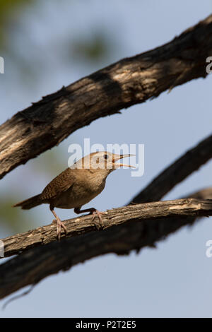 Adult male house wren (Troglodytes aedon) lets everyone know it claims its territory as it loudly yaks from its tree perch, Fort Benton, MT.