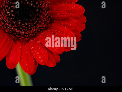 Dew covered red Gerbera flower photographed against a black background Stock Photo