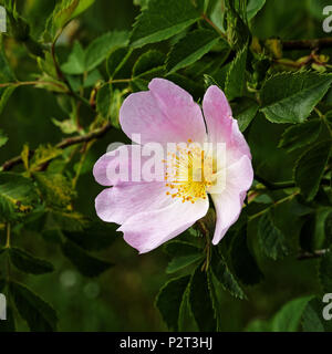 Dog rose (Rosa Canina, Rosaceae). Suzanne 's garden, Le Pas, Mayenne, Pays de la Loire, France). Stock Photo