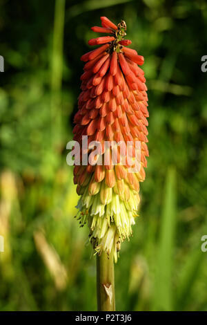 Torch lily, red-hot poker (Kniphofia uvaria). Suzanne 's garden, Le Pas, Mayenne, Pays de la Loire, France. Stock Photo