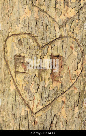initials and a heart carved into a tree Stock Photo