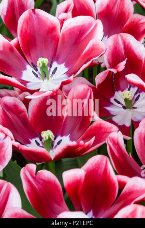 Triumph Tulip, Tulipa 'EDITIE.NL',  at Keukenhof Gardens in South Holland in The Netherlands. Stock Photo