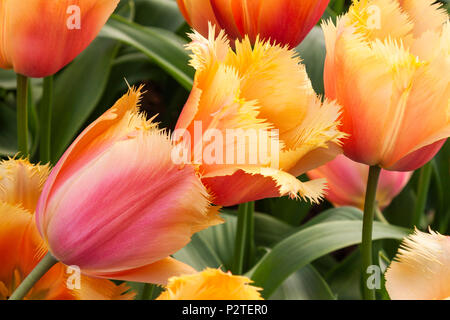 Fringed Tulip, Tulipa fringed 'LAMBADA', at Keukenhof Gardens in South Holland in The Netherlands. Stock Photo