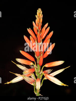 Stunning view of tall spike of vivid red / orange and cream flowers of drought tolerant succulent plant Aloe 'Venus' on black background Stock Photo