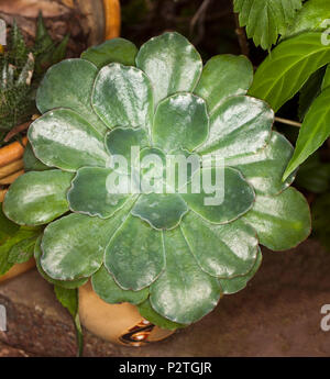 Decorative drought tolerant succulent plant Echeveria 'Blue Curls' with glossy green leaves in symmetrical rosette growing in container Stock Photo