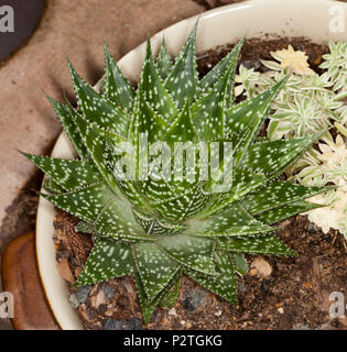 Drought tolerant succulent plant, Gasteria batesiana 'Durban' with green leaves adorned with white spots (tubercles) growing in container Stock Photo