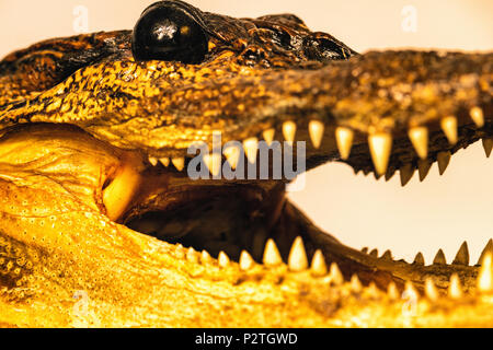 alligator close up Stock Photo