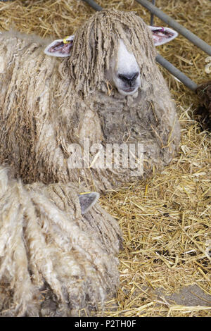 cotswold lion sheep in a pen Stock Photo