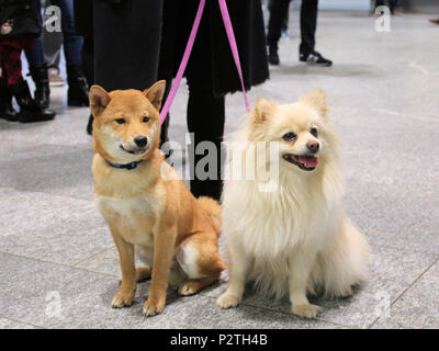 Dogs on a leash Stock Photo