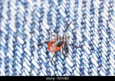 A female tick, Ixodes ricinus, found crawling on jeans after the wearer had been walking through long grass where deer and other mammals are present.  Stock Photo