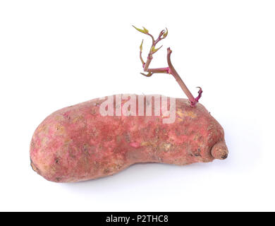 yams photographed on a white background. Stock Photo