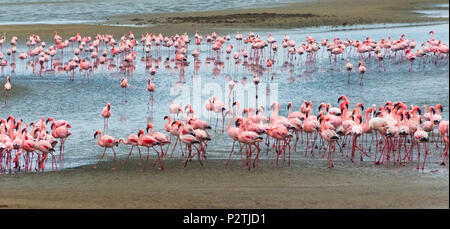 Flamingos, Walvis Bay, Erongo Region, Namibia Stock Photo