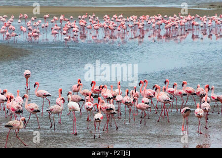 Flamingos, Walvis Bay, Erongo Region, Namibia Stock Photo