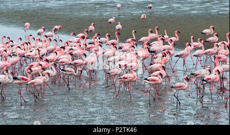 Flamingos, Walvis Bay, Erongo Region, Namibia Stock Photo