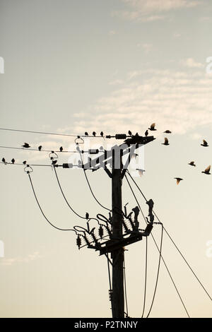 Adult and juvenile starlings, Sturnus vulgaris, that have gathered on telegraph lines in the evening heading off to roost. The adults are dark in colo Stock Photo