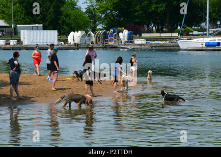 Chicagoans provide some relief for their pets on a hot summer day at the Belmont Harbor Dog Beach. Stock Photo