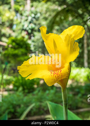 Yellow Cannaceae flower blooming in the garden. It also known as Canna Generalis 'Striatus'. Stock Photo