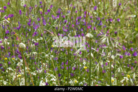 Flora of Gran Canaria -  Allium ampeloprasum,  wild leek Stock Photo