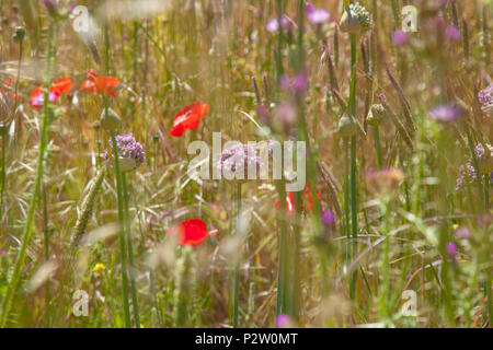 Flora of Gran Canaria -  Allium ampeloprasum,  wild leek Stock Photo