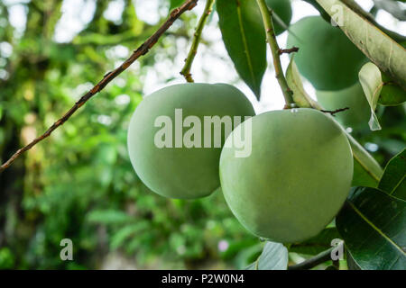 Green mango fruits on the tree. Stock Photo
