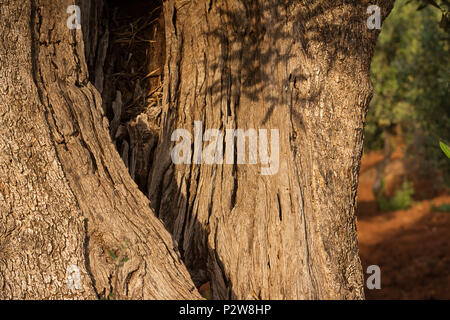 Detail of a hollow trunk of an olive tree Stock Photo