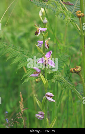 A flower spike of a Bee Orchid, Ophrys apifera, on a SSSI in Norfolk, England, United Kingdom, Europe. Stock Photo
