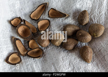 Close up of seeds of Murumuru (Astrocaryum murumuru Mart), a species of Amazon nuts used in the manufacture of cosmetics. Stock Photo