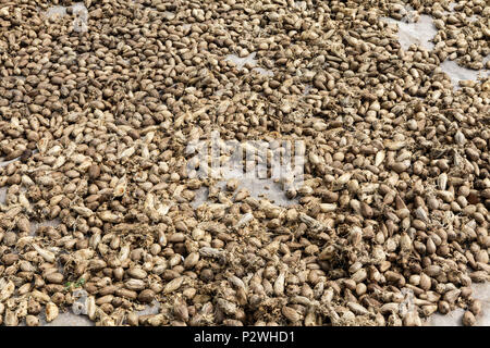 Close up of seeds of Murumuru (Astrocaryum murumuru Mart), a species of Amazon nuts used in the manufacture of cosmetics. Stock Photo