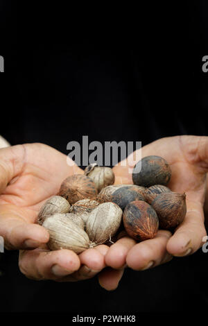 Close up of seeds of Murumuru (Astrocaryum murumuru Mart), a species of Amazon nuts used in the manufacture of cosmetics. Stock Photo