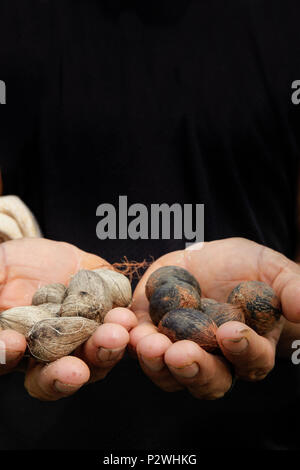 Close up of seeds of Murumuru (Astrocaryum murumuru Mart), a species of Amazon nuts used in the manufacture of cosmetics. Stock Photo