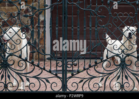 The alabai (central asian shepherd dog) standing at the gate. Stock Photo