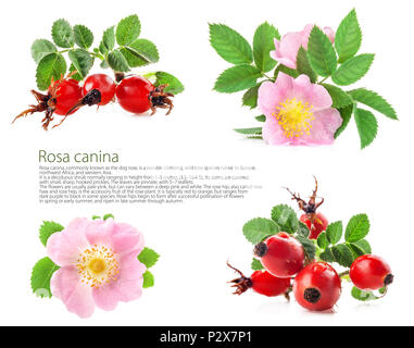 Rose hips (Rosa canina) blossom isolated on white background Stock Photo