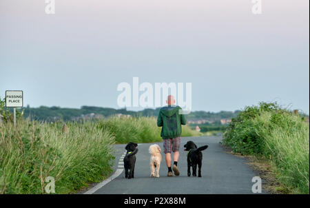 Man walking down a lane away from camera with his three dogs Stock Photo