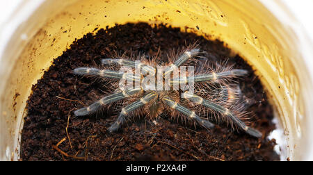 freshly molted golden knee tarantula Stock Photo