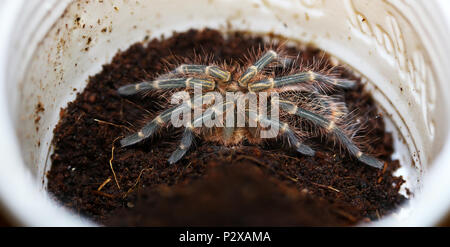 freshly molted golden knee tarantula Stock Photo