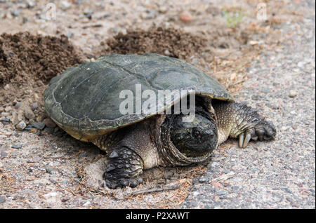 Common Snapping Turtle laying eggs in a nest Stock Photo